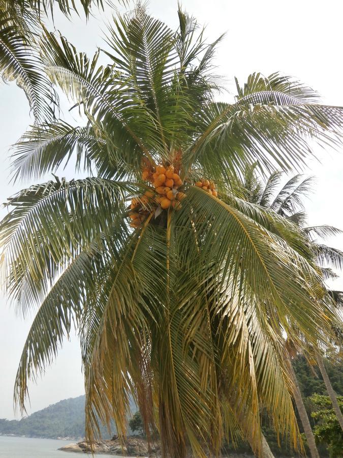 Rainbow Tioman Cottage Kampong Juara Экстерьер фото